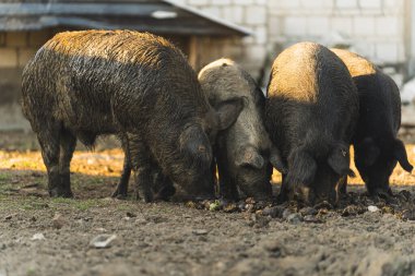 Bir grup Mangalica domuzu dışarıda organik bir çiftlikte yemek yiyor. Yüksek kalite fotoğraf