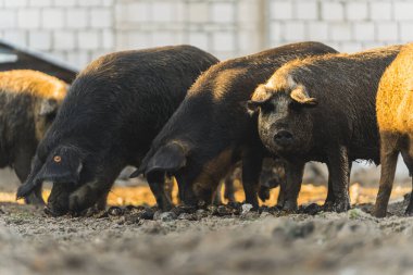 Bir grup Mangalica domuzu dışarıda organik bir çiftlikte yemek yiyor. Yüksek kalite fotoğraf