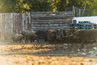 Mangalica domuzları organik çiftlikte. Yüksek kalite fotoğraf