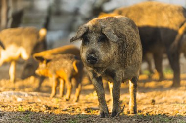 Mangalica domuzu ve arka planda diğer domuzlar organik bir çiftlikte. Yüksek kalite fotoğraf