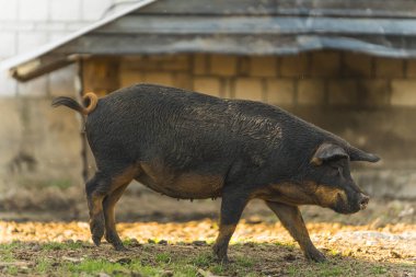 Mangalica erkek domuzu çiftliğin dışında izole edilmiş. Yüksek kalite fotoğraf