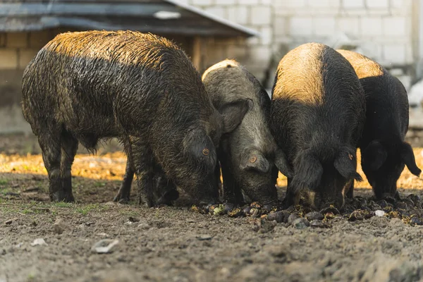 Bir grup Mangalica domuzu dışarıda organik bir çiftlikte yemek yiyor. Yüksek kalite fotoğraf