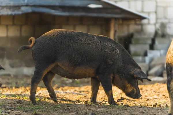 Mangalica erkek domuzu. Yüksek kalite fotoğraf