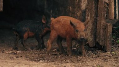 Kahverengi Mangalica domuzları organik çiftlikte dolaşıyor. Yüksek kalite 4k görüntü