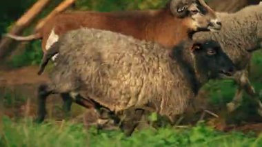 Koşan keçi sürüsünün yakın çekimi, hayvan konsepti. Yüksek kalite 4k görüntü