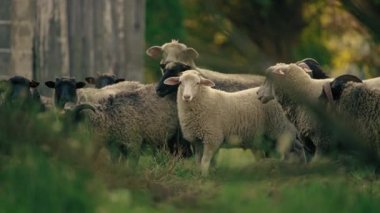 Koyun ve keçi sürüsü, hayvan refahı kavramı. Yüksek kalite 4k görüntü