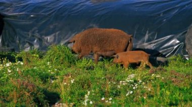 Çamurda durup yemek yiyen bir grup mangalica domuzu, Macar prestijli cins. Yüksek kalite 4k görüntü