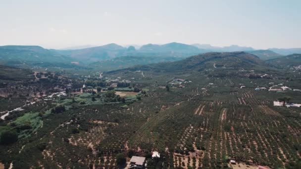 Olive Gardens Zaken Uitzicht Vanuit Lucht Prachtige Uitgestrekte Olijftuinen Kissamos — Stockvideo