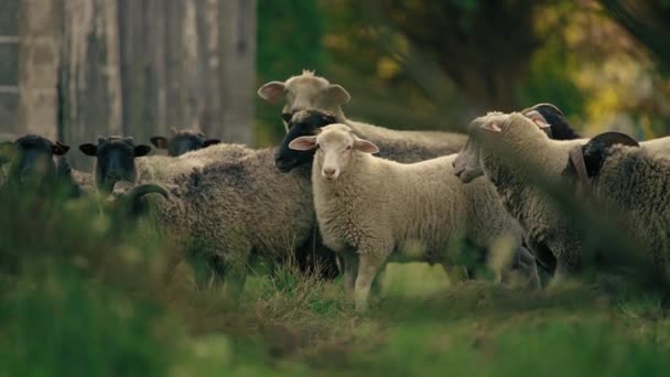 一群羊和山羊凝视着 全面射击动物福利的概念 高质量的4K镜头 — 图库视频影像