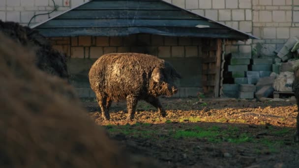 Tiro Completo Enorme Cerdo Raza Mangalica Con Barro Caminando Granja — Vídeos de Stock