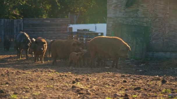 Bienestar Cuidado Los Animales Granja Mangalica Pics Granja Raza Húngara — Vídeos de Stock