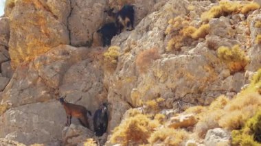Kayaların üzerinde duran koyu renkli keçiler Girit, Yunanistan, kayalık doğa. Yüksek kalite 4k görüntü