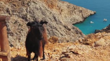 Seitan Limania Sahili, Akrotiri, Girit, Yunan Adaları 'nda deniz manzaralı kayaların kenarında duran bir yamaç keçisi. Yüksek kalite 4k görüntü