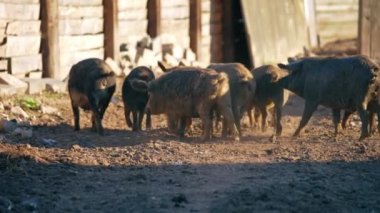Çiftlik hayvanları için refah ve bakım. Çiftlikteki mangalica resimleri, Macar cinsi. Yüksek kalite 4k görüntü