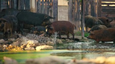 Bir grup Mangalica domuz yetiştiriyor. Suda keyif alıyorlar. Çiftlik hayatı konsepti. Yüksek kalite 4k görüntü