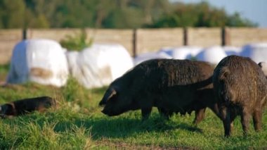 Koyu renkli büyük boy mangalica domuzları güneşte yürüyor, çiftlik hayvanları konsepti. Yüksek kalite 4k görüntü