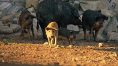 Güneşte duran mangalica domuzcuğu, arka planda hareket eden diğer domuzlar. Yüksek kalite 4k görüntü