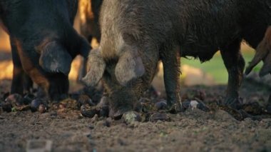 Güneşli bir günde, mangalica cinsi olan nadir bulunan domuzların yemeklerini yediği yakın plan çekimler. Yüksek kalite 4k görüntü