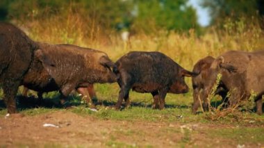 Mangalica domuzu. Etinin sağlık özellikleri yüzünden geri dönen nadir bir Macar domuzu. Yüksek kalite 4k görüntü