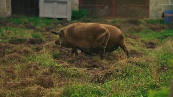 Estilo Vida Granja Video Completo Cerdos Mangalica Caminando Bienestar Cuidado — Vídeo de stock