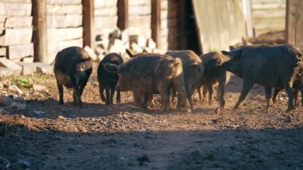 Jólét Gondozás Haszonállatok Mangalica Képek Farmon Magyar Fajta Kiváló Minőségű — Stock videók