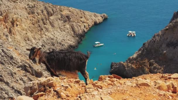 Una Capra Collinare Che Domina Mare Seitan Limania Beach Akrotiri — Video Stock