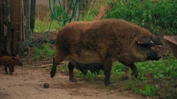 Mangalica Schwein Und Ihr Ferkel Fuß Der Farm Sehr Seltene — Stockvideo