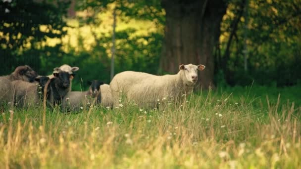 一群羊在草地上休息 自然繁殖 动物的概念 高质量的4K镜头 — 图库视频影像