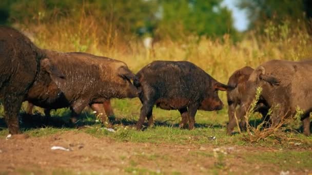 Mangalica Pig Porco Raça Rara Húngaro Que Está Fazendo Retorno — Vídeo de Stock