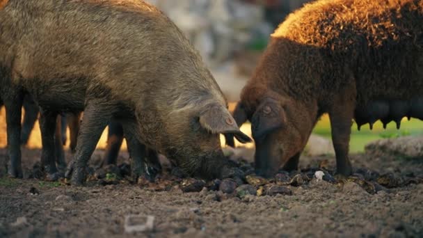 Vista Cerca Los Cerdos Mangalica Comer Comida Granja Raza Húngara — Vídeos de Stock