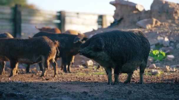 Group Mangalica Pigs Resting Sun Natural Rare Hungarian Breed High — Stock Video