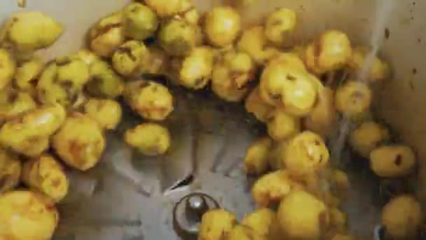Papas Amarillas Frescas Siendo Limpiadas Patatas Dentro Una Máquina Industrial — Vídeos de Stock