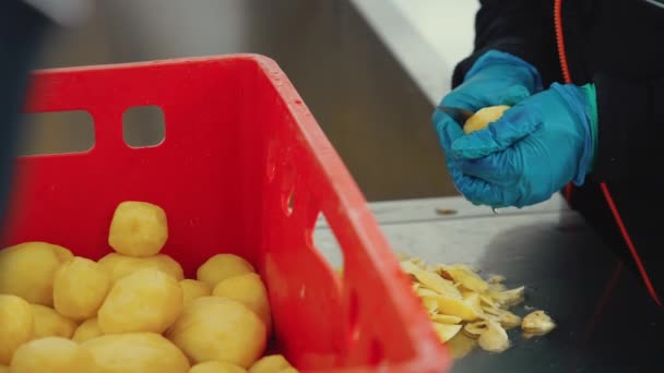 Instalação Processamento Alimentos Pessoa Irreconhecível Luvas Borracha Azul Descascando Batatas — Vídeo de Stock