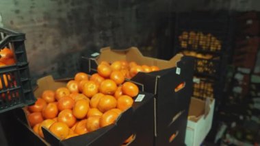 Kartonda paketlenmiş lezzetli mandalinalar, plastik ambalajlar ve buz deposunda yatmalar. Meyve endüstrisi konsepti. Yüksek kalite 4k görüntü