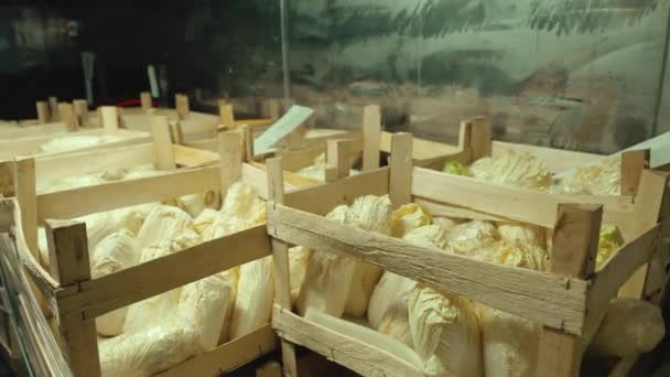 アイスハウス車の輸送中に中国のキャベツでいっぱいの木箱 食の安全と農業の概念 高品質の4K映像 — ストック動画