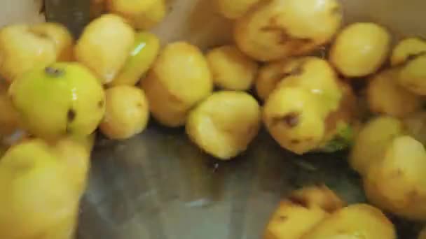 Batatas Amarelas Sendo Jogadas Uma Máquina Limpeza Industrial Profissional Tiro — Vídeo de Stock