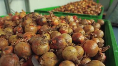 Dev yeşil plastik kaplarda duran taze, kirli soğanlar. Tarım ve gıda endüstrisi süreci. Soğan hasadı. Yüksek kalite 4k görüntü