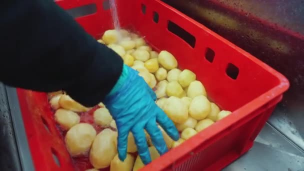 Personne Dans Gant Protecteur Caoutchouc Mélangeant Nettoyant Les Pommes Terre — Video