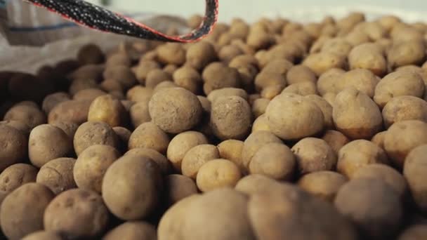 土に覆われた新鮮な小さなジャガイモのクローズアップショット 食品加工チェーンの始まり 高品質の4K映像 — ストック動画