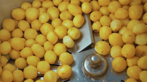 Крупный План Свежего Чистого Желтого Картофеля Помещенного Промышленную Стиральную Машину — стоковое видео