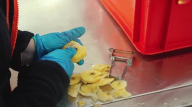Starchy Foods konsepti. Mavi eldivenli biri sarı bir patatesi soyuyor ve kesiyor. Paslanmaz çelik masa ve arka planda kırmızı konteyner. Yüksek kalite 4k görüntü