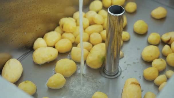 レストランや学校の食堂での工業用キッチンでのポテト洗浄プロセス ステンレススチールシンクに横たわる多くの黄色いジャガイモと清潔な水が注ぎ込まれています 高品質の4K映像 — ストック動画