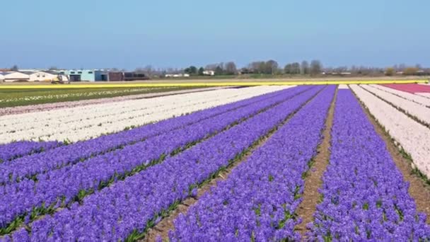 Самые Красивые Цветочные Поля Нидерландах Красочная Культивация Гиацинтов Голландии Туристические — стоковое видео