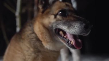 Alman çoban köpeğinin gece vakti ormanda doğurduğu yavruya yakın çekim. Yüksek kalite 4k görüntü