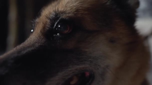 近距离拍摄德国牧羊犬夜间的眼睛 高质量的4K镜头 — 图库视频影像