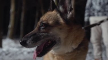Sahibi, Alman çoban köpeğiyle gece yürüyüşe çıkmış. Yüksek kalite 4k görüntü
