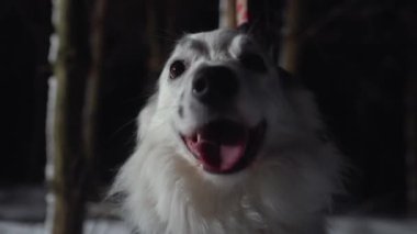 Sınır çoban köpeğine geceleri yakın çekim, köpek yavruları. Yüksek kalite 4k görüntü