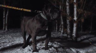 Kara pitbull ormanda bir yerlere bakıyor, karlı bir gece. Yüksek kalite 4k görüntü