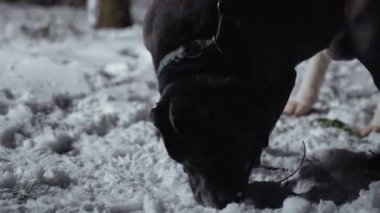 Boerboel köpeği gece yürürken yüzünü kara koyuyor, köpek cins. Yüksek kalite 4k görüntü