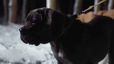 Kara Boerboel köpek yavrusu. Kapalı, rüya gibi gözleri var. Açık hava gibi uyuyor ve rüya görüyor. Yüksek kalite 4k görüntü